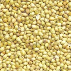 Whole Coriander Manufacturer Supplier Wholesale Exporter Importer Buyer Trader Retailer in Bhilwara Rajasthan India